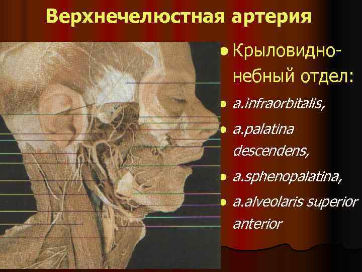 Верхнечелюстная артерия    l Крыловидно-    небный отдел:  