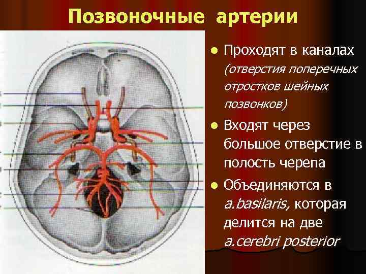 Аорта на рисунке сердца