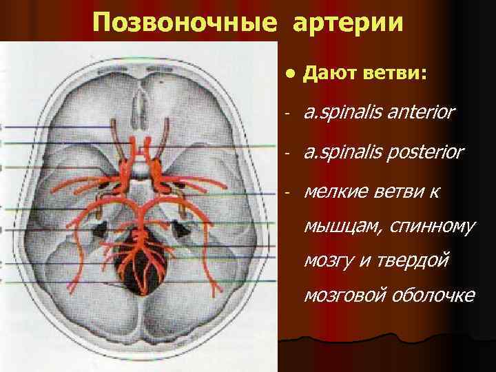 Позвоночные артерии  l  Дают ветви:   -  a. spinalis anterior