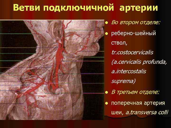 Ветви подключичной артерии   l  Во втором отделе:   l 