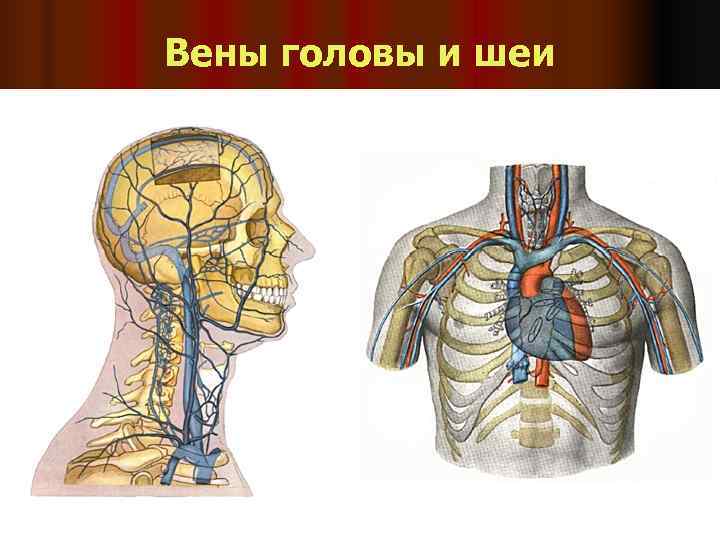 Вены головы и шеи 