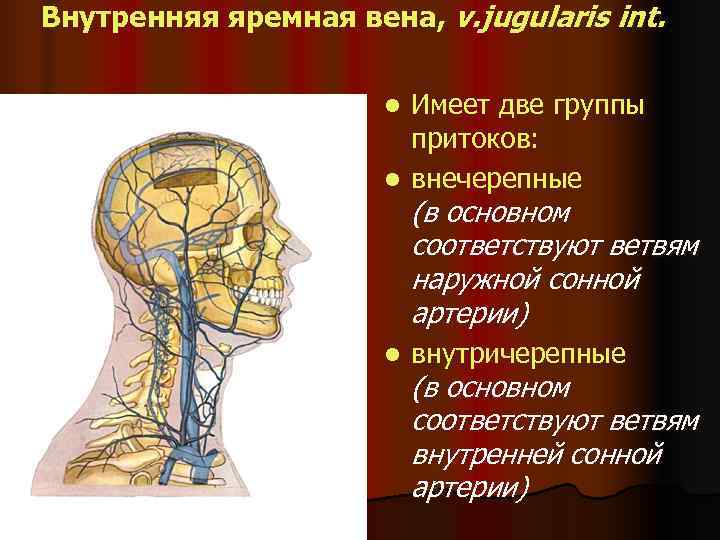 Внутренняя яремная вена, v. jugularis int.     l Имеет две группы