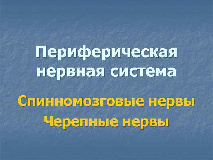  Периферическая нервная система Спинномозговые нервы  Черепные нервы 
