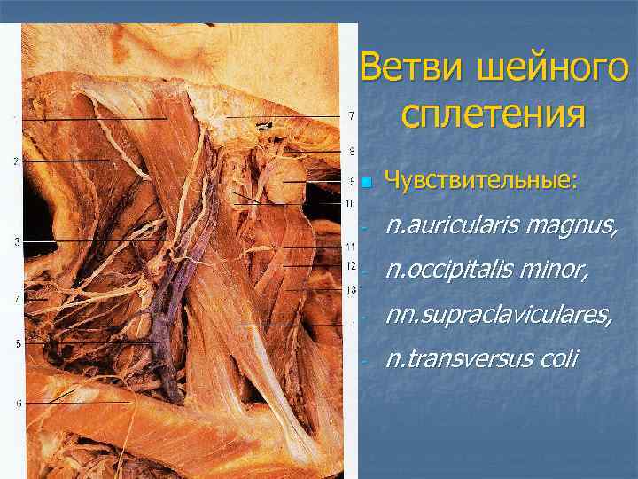 Ветви шейного  сплетения n  Чувствительные: -  n. auricularis magnus, - 