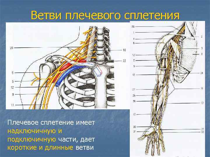  Ветви плечевого сплетения Плечевое сплетение имеет надключичную и подключичную части, дает короткие и