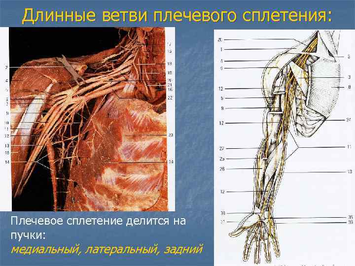  Длинные ветви плечевого сплетения: Плечевое сплетение делится на пучки: медиальный, латеральный, задний 