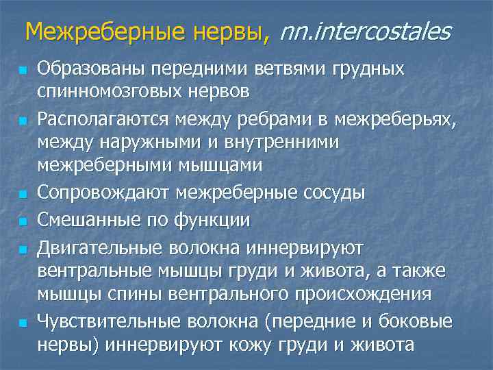 Межреберные нервы, nn. intercostales n  Образованы передними ветвями грудных спинномозговых нервов n 