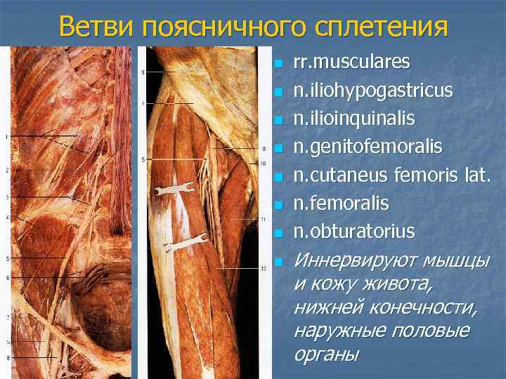 Ветви поясничного сплетения    n  rr. musculares    n