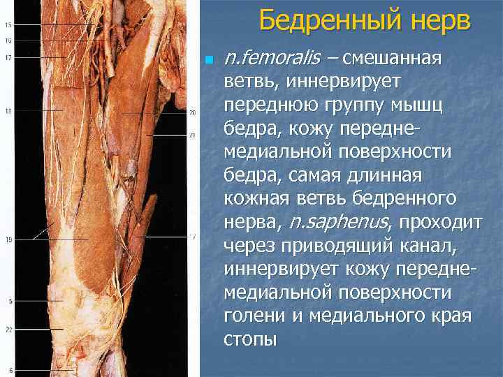   Бедренный нерв n  n. femoralis – смешанная ветвь, иннервирует переднюю группу
