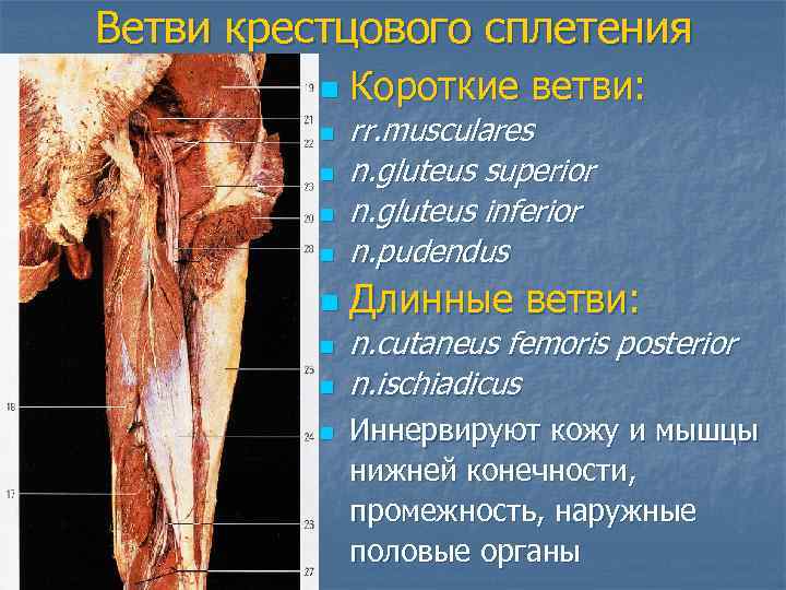 Ветви крестцового сплетения  n  Короткие ветви:  n  rr. musculares 