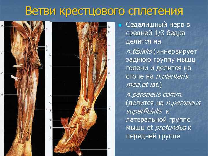 Ветви крестцового сплетения    n  Седалищный нерв в   