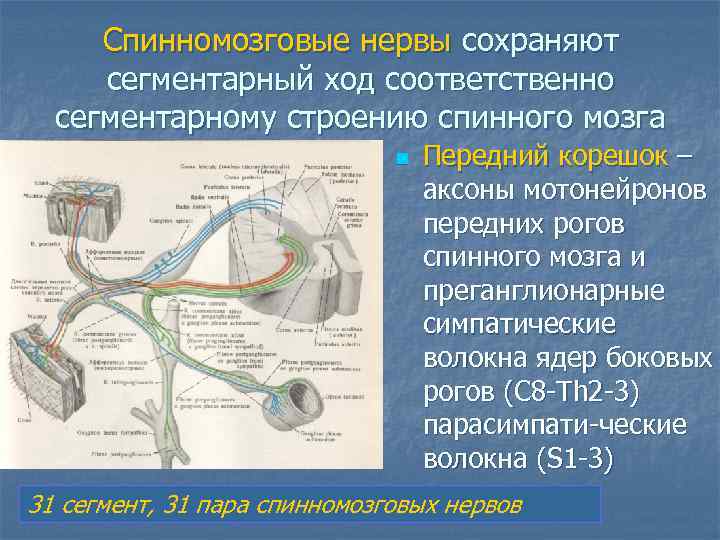  Спинномозговые нервы сохраняют сегментарный ход соответственно  сегментарному строению спинного мозга  