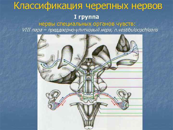 Классификация черепных нервов    I группа  нервы специальных органов чувств: -