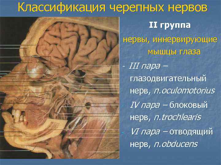 Классификация черепных нервов    II группа   нервы, иннервирующие  