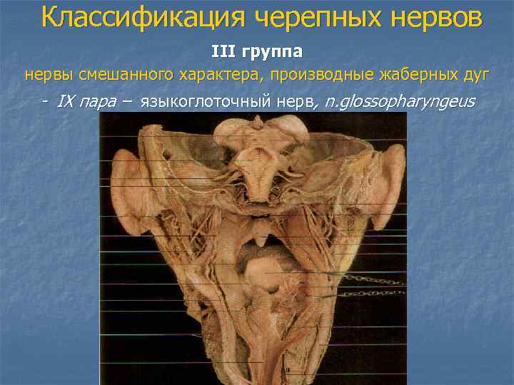  Классификация черепных нервов     III группа нервы смешанного характера, производные