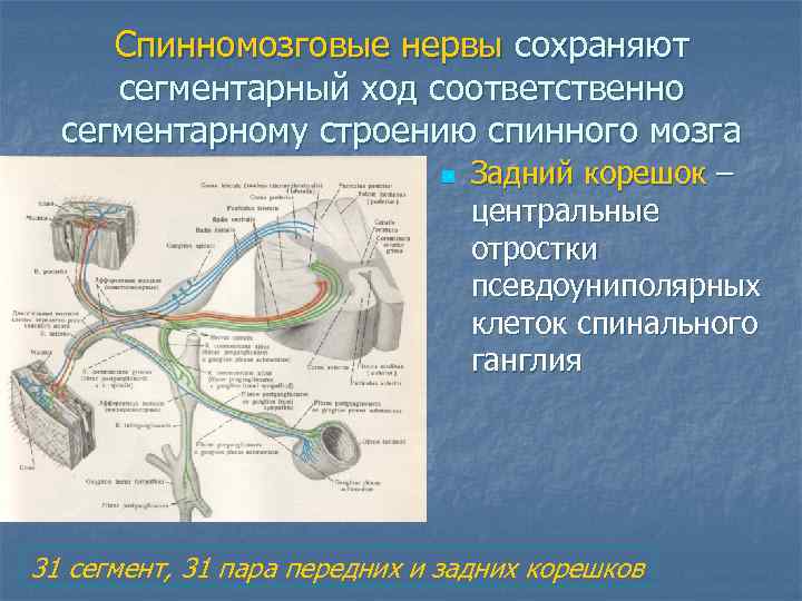  Спинномозговые нервы сохраняют сегментарный ход соответственно  сегментарному строению спинного мозга  