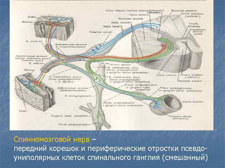 Спинномозговой нерв – передний корешок и периферические отростки псевдо- униполярных клеток спинального ганглия (смешанный)