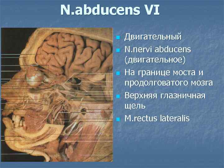 N. abducens VI  n  Двигательный  n  N. nervi abducens 