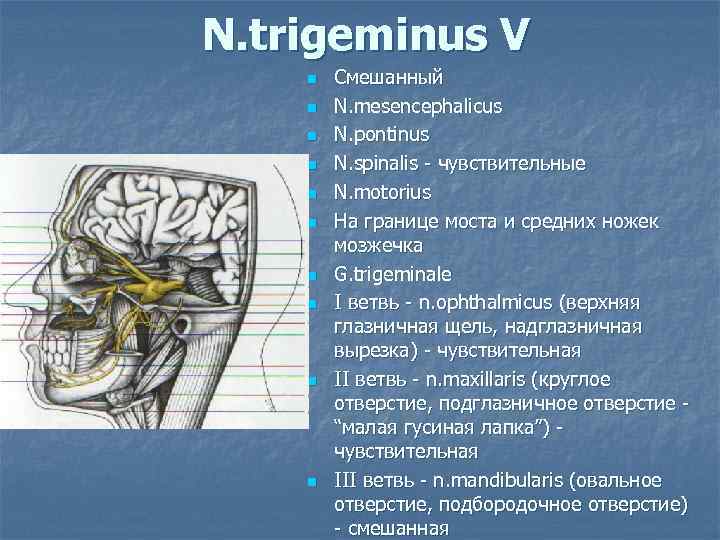 N. trigeminus V n  Смешанный n  N. mesencephalicus n  N. pontinus