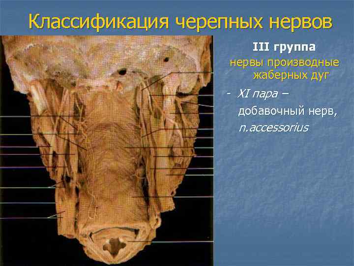 Классификация черепных нервов    III группа    нервы производные 