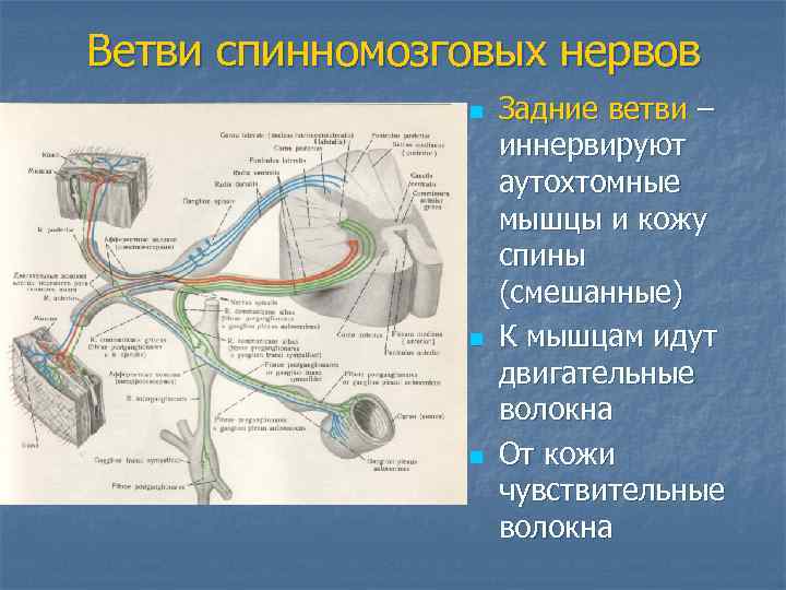 Ветви спинномозговых нервов   n  Задние ветви –    