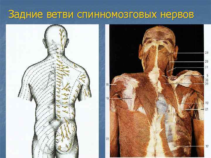 Задние ветви спинномозговых нервов 