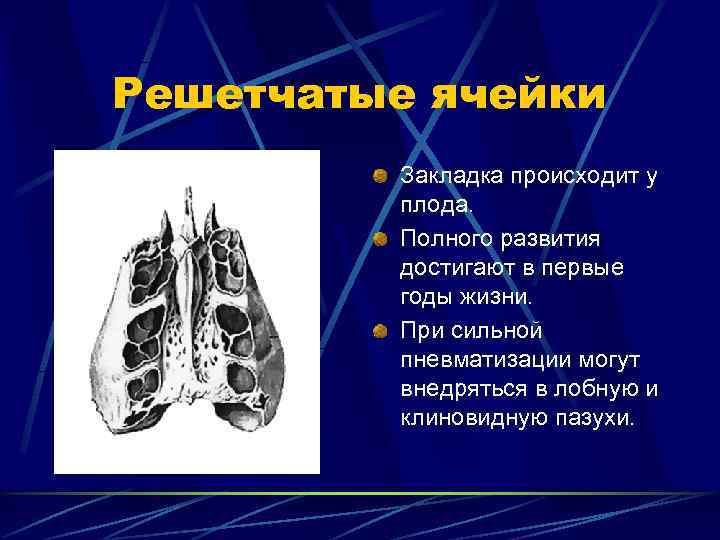 Решетчатые ячейки   Закладка происходит у   плода.  Полного развития 