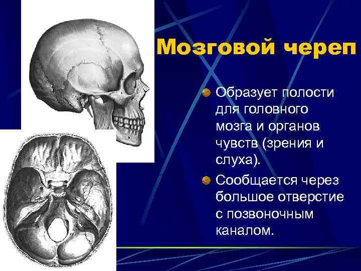 Мозговой череп Образует полости для головного мозга и органов чувств (зрения и слуха). Сообщается