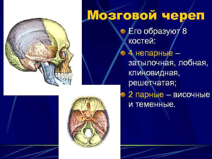 Мозговой череп Его образуют 8 костей: 4 непарные – затылочная, лобная, клиновидная, решетчатая; 2