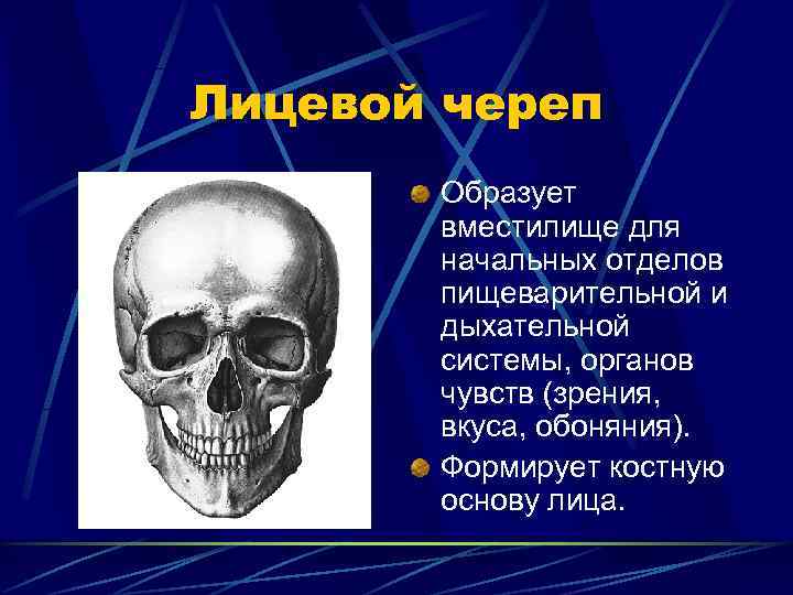Лицевой череп  Образует  вместилище для  начальных отделов  пищеварительной и 