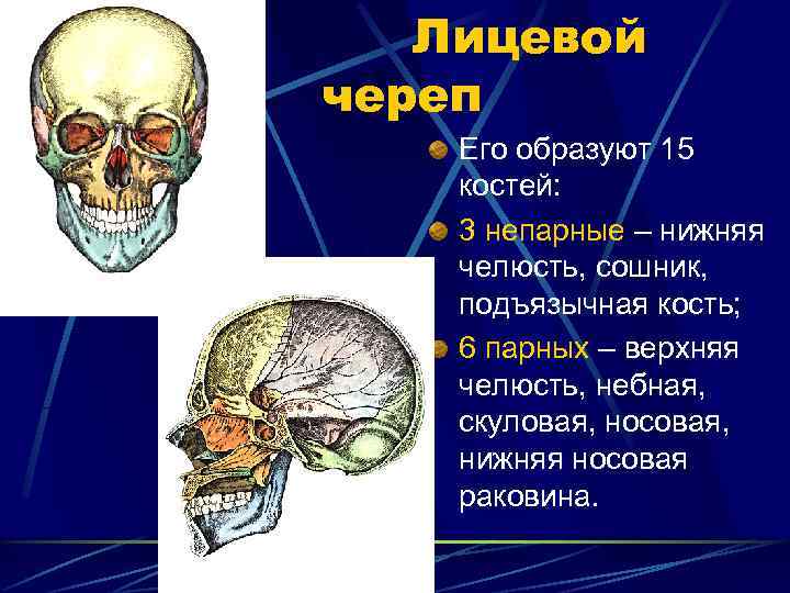   Лицевой череп Его образуют 15 костей: 3 непарные – нижняя челюсть, сошник,