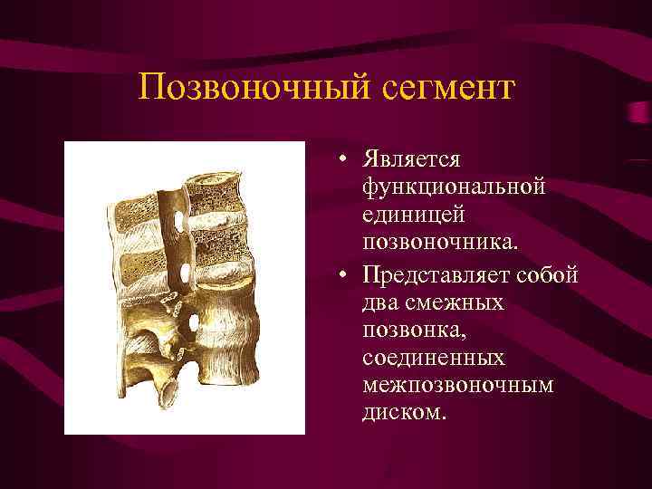 Позвоночный сегмент • Является функциональной единицей позвоночника. Позвоночный сегмент • Является функциональной единицей позвоночника.