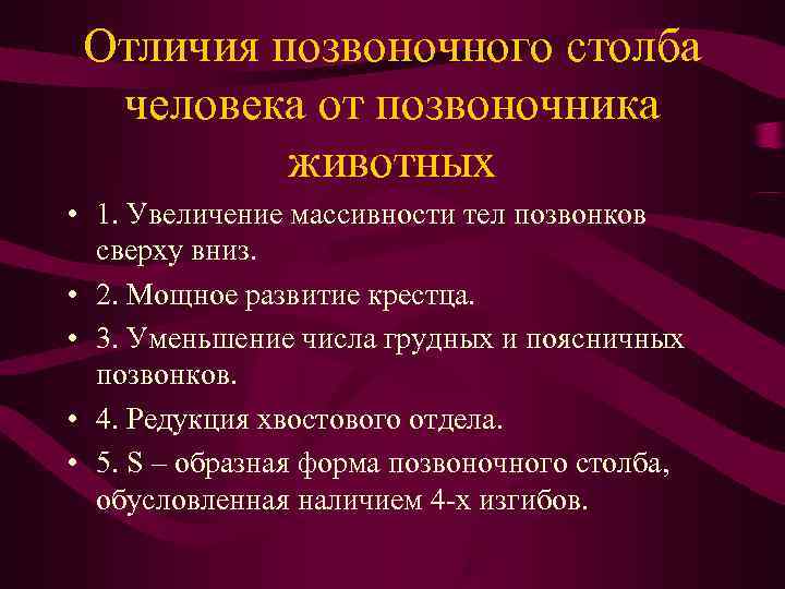 Отличия позвоночного столба человека от позвоночника животных • 1. Увеличение массивности Отличия позвоночного столба человека от позвоночника животных • 1. Увеличение массивности