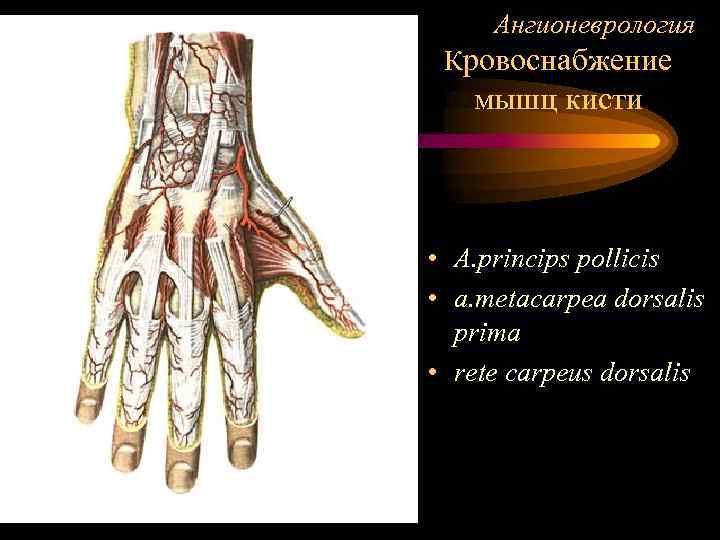  Ангионеврология Кровоснабжение  мышц кисти • A. princips pollicis • a. metacarpea dorsalis