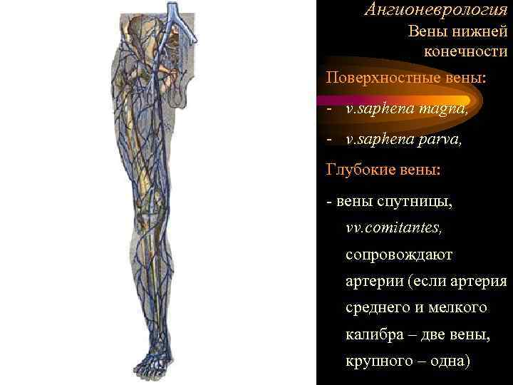  Ангионеврология  Вены нижней   конечности Поверхностные вены: - v. saphena magna,