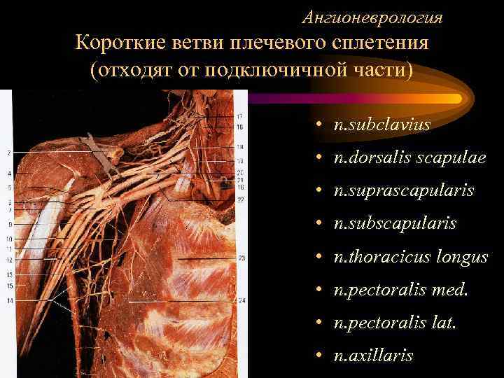      Ангионеврология Короткие ветви плечевого сплетения (отходят от подключичной части)