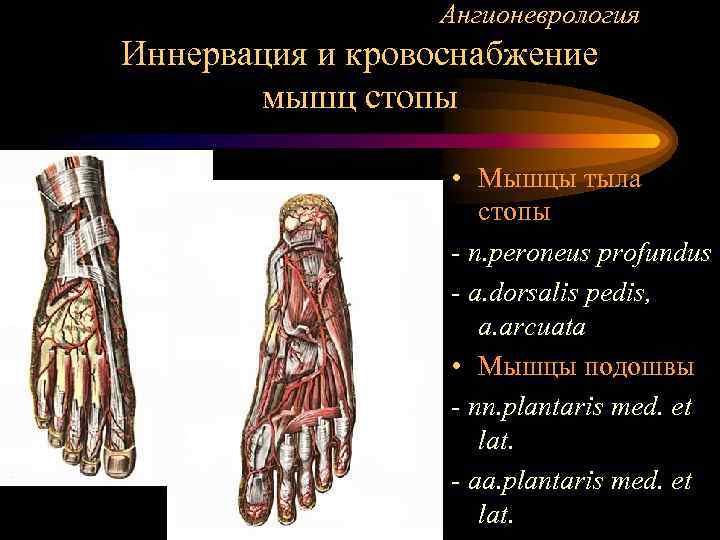    Ангионеврология Иннервация и кровоснабжение  мышц стопы    