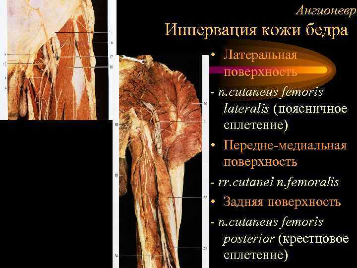     Ангионевро Иннервация кожи бедра  • Латеральная   поверхность