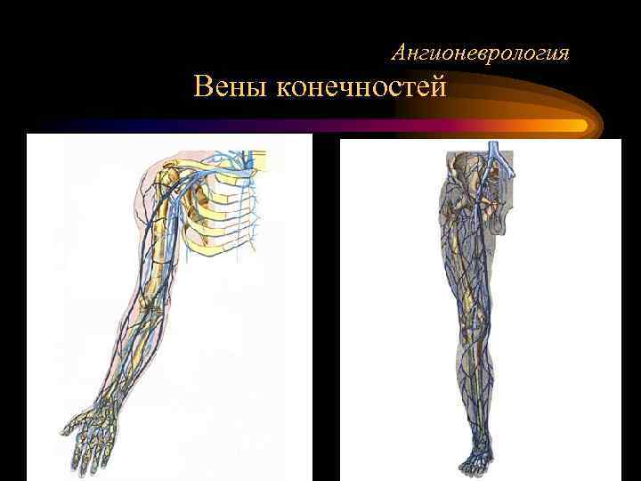   Ангионеврология Вены конечностей 