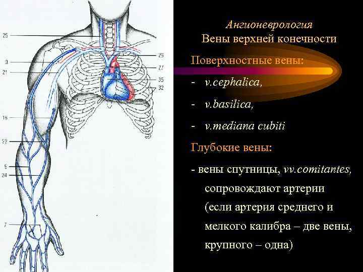  Ангионеврология  Вены верхней конечности Поверхностные вены: - v. cephalica, - v. basilica,
