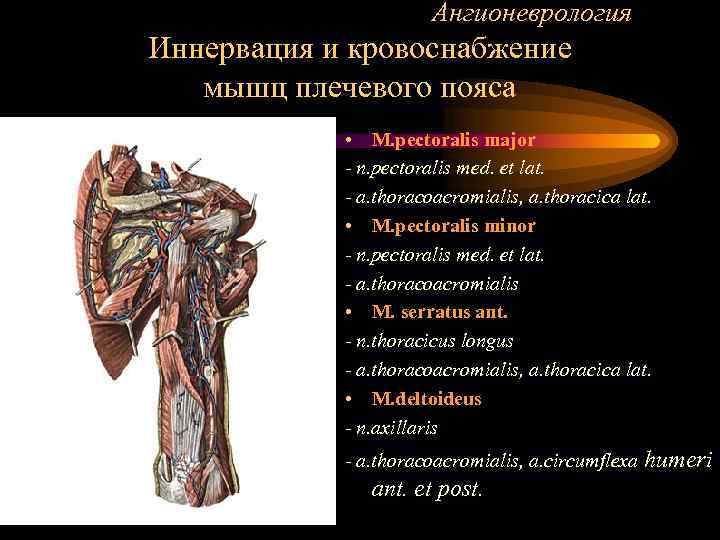     Ангионеврология Иннервация и кровоснабжение  мышц плечевого пояса  