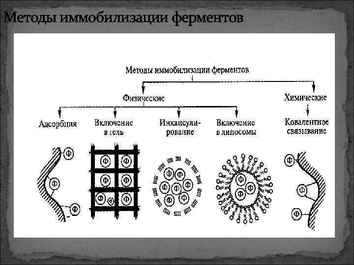 Антитела иммобилизация бактериальных клеток схема