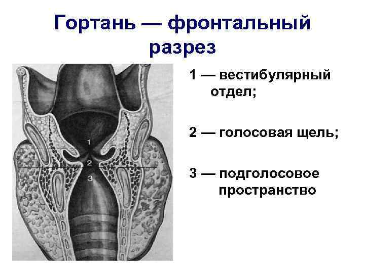 Гортань функции. Голосовая щель гортани. Голосовая щель это пространство.