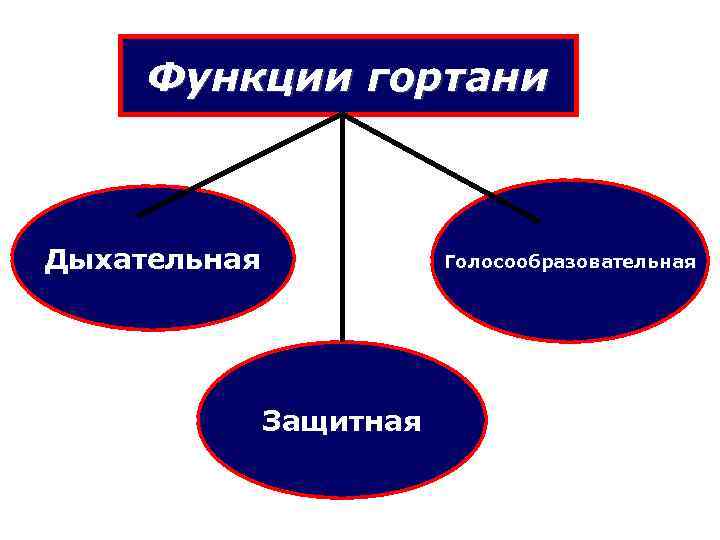  Функции гортани  Дыхательная   Голосообразовательная    Защитная 