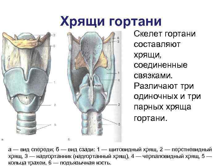 На рисунке изображено строение гортани выберите две. Перстневидный хрящ анатомия гортани. Строение гортани спереди. Черпаловидный хрящ гортани анатомия.