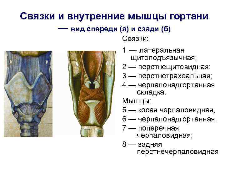 Физиология гортани презентация