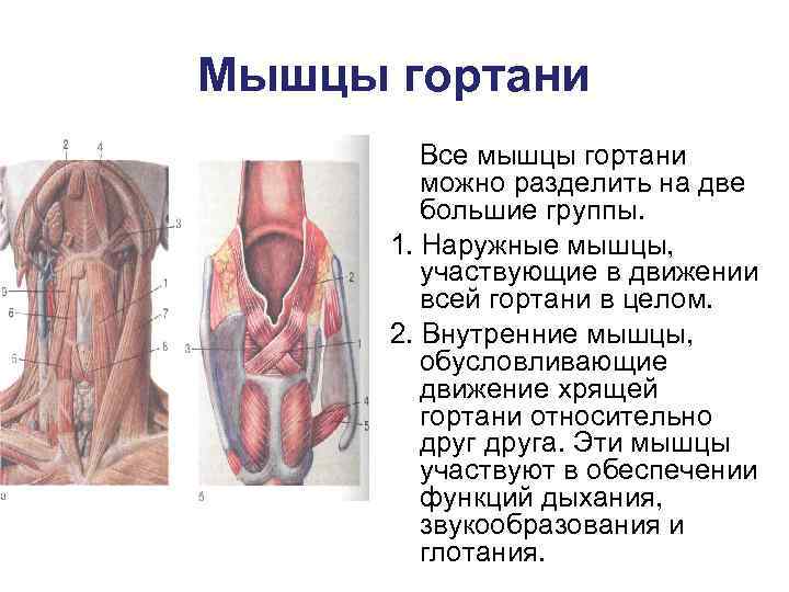 Физиология гортани презентация