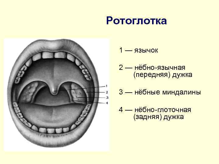 Гланды строение схема миндалины