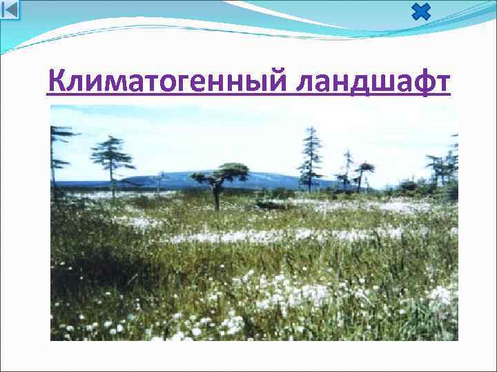 Климатогенный ландшафт 