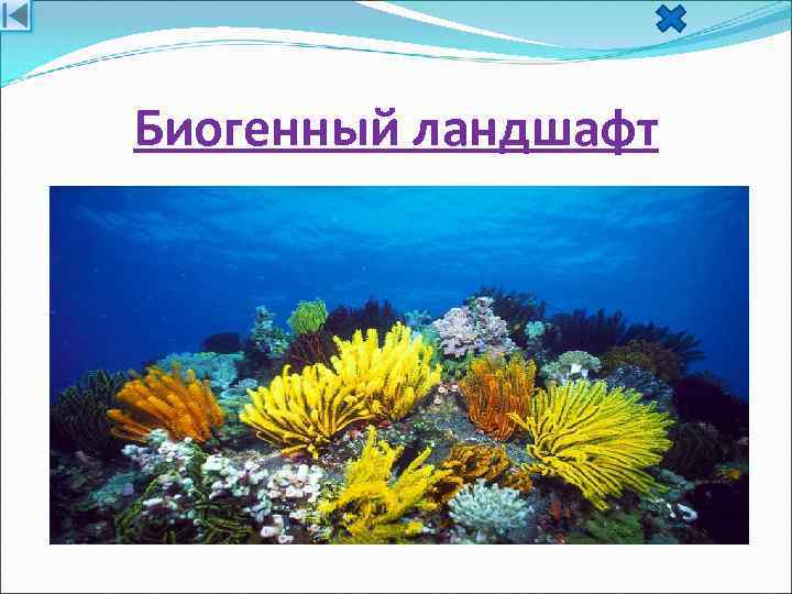 Биогенный ландшафт 